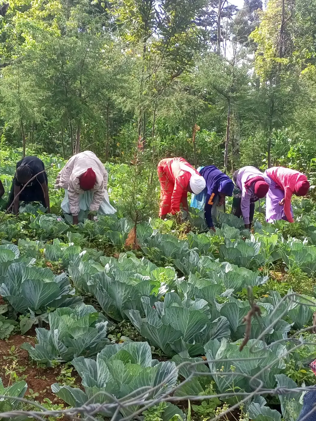 Community members working among cabbages on the Bethesda Child Care Centre farm