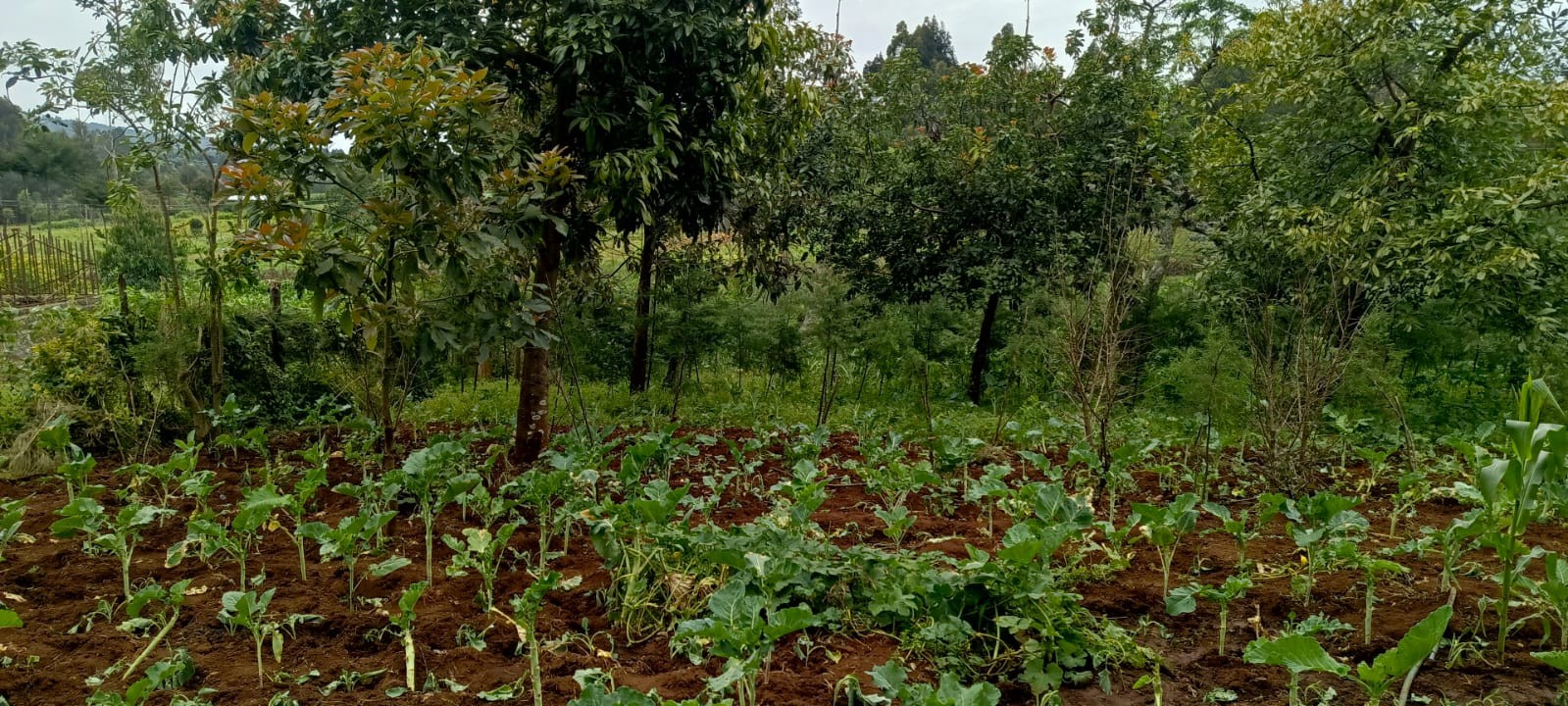 Avocado trees on the Bethesda Child Care Centre farm