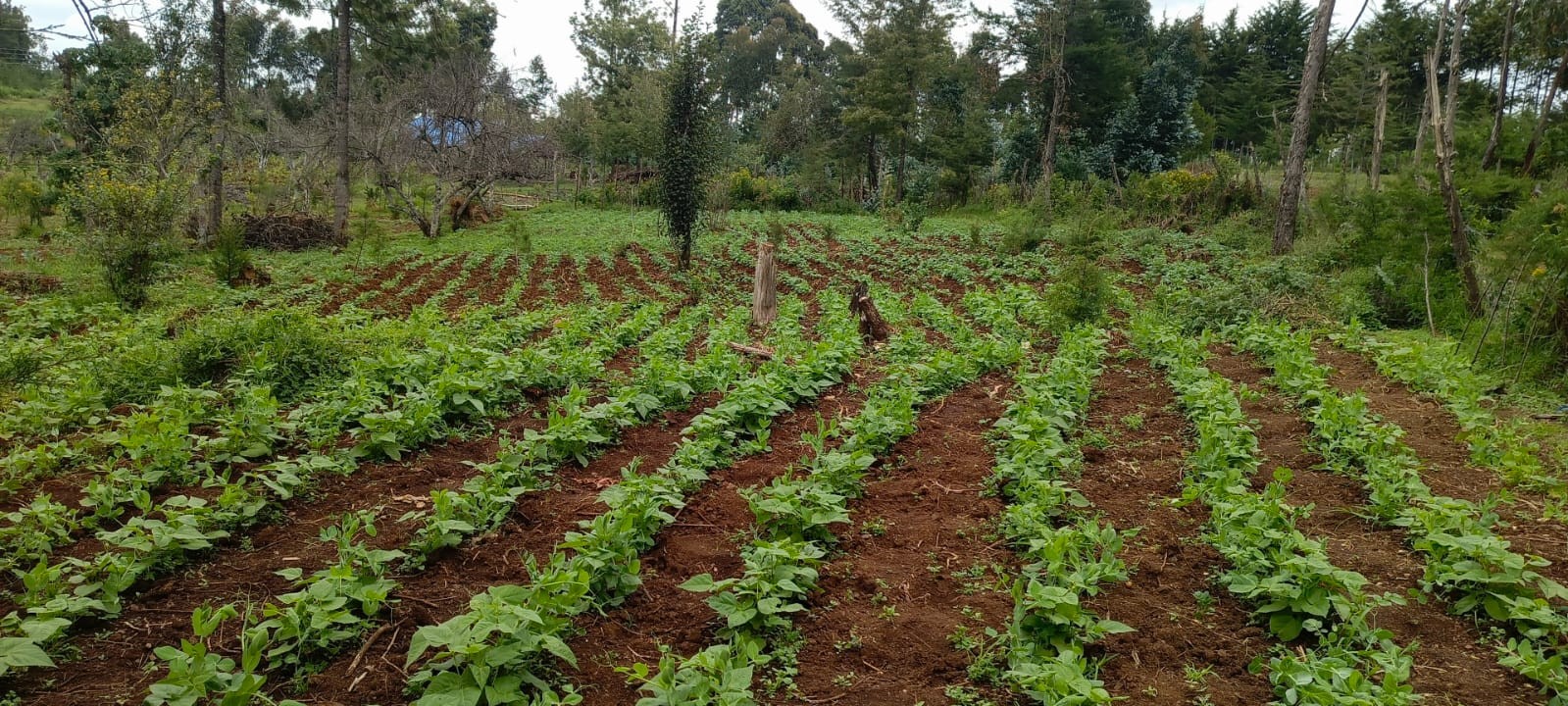 Beans growing on the Bethesda Child Care Centre farm