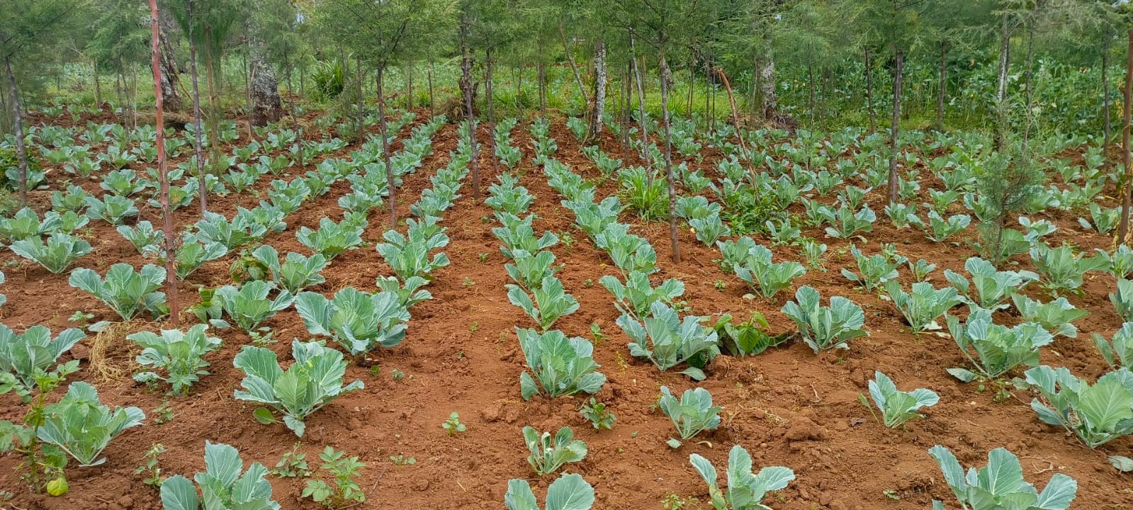 Cabbages on the Bethesda Child Care Centre farm