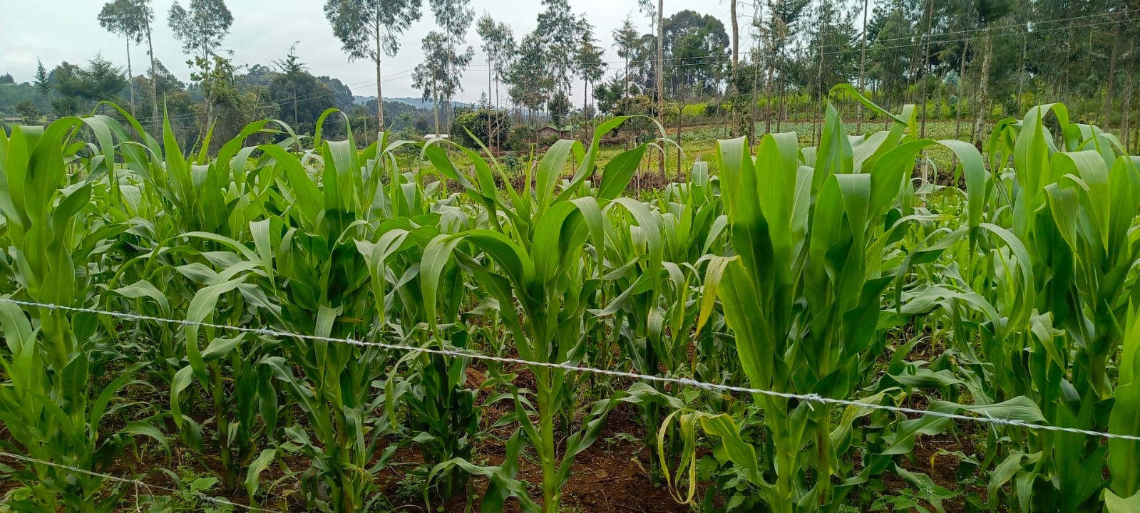 Maize growing on the Bethesda Child Care Centre farm