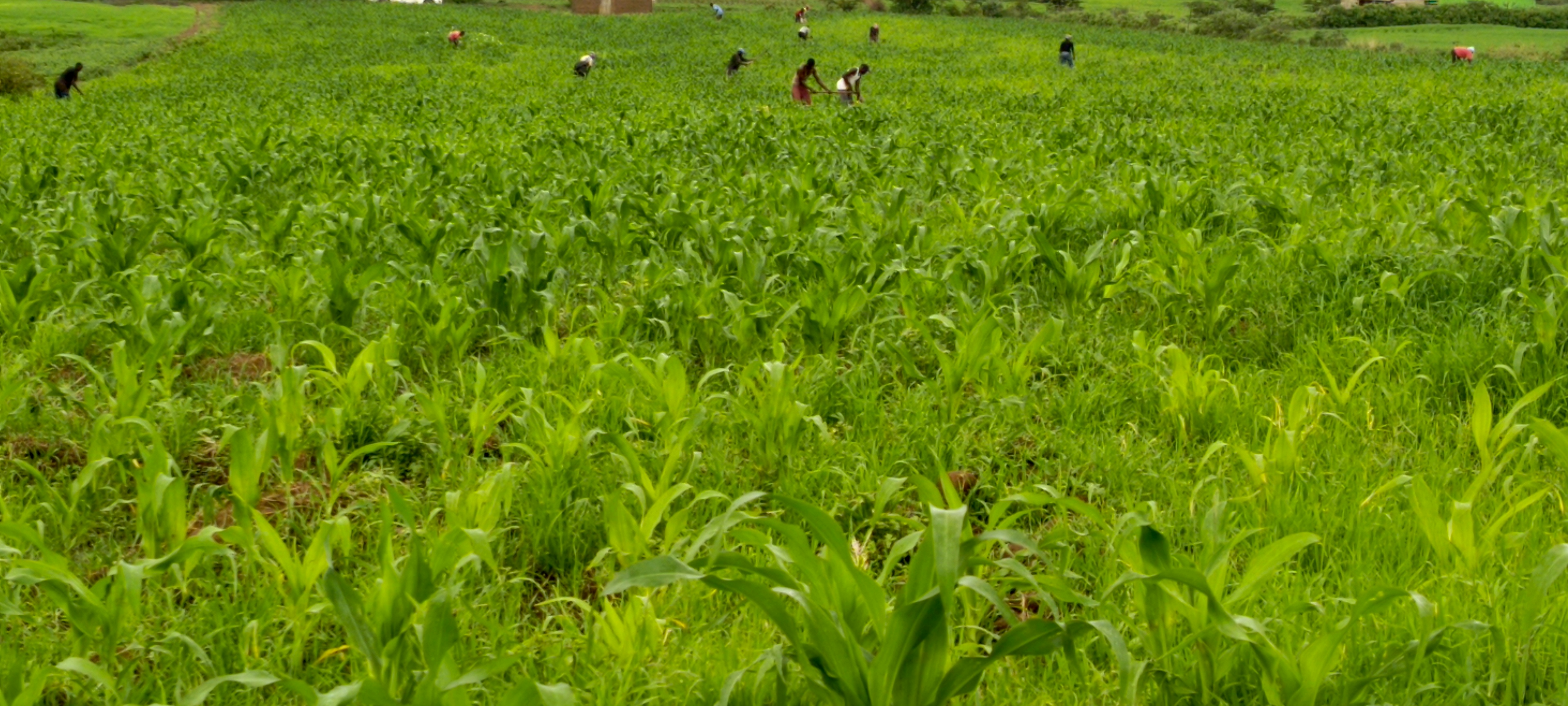 Maize plantation on the Bethesda Child Care Centre farm
