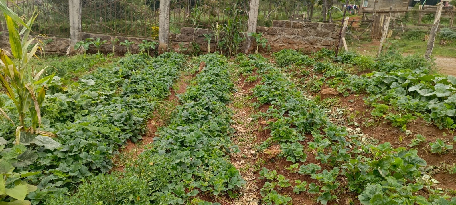 Strawberries growing on the Bethesda Child Care Centre farm