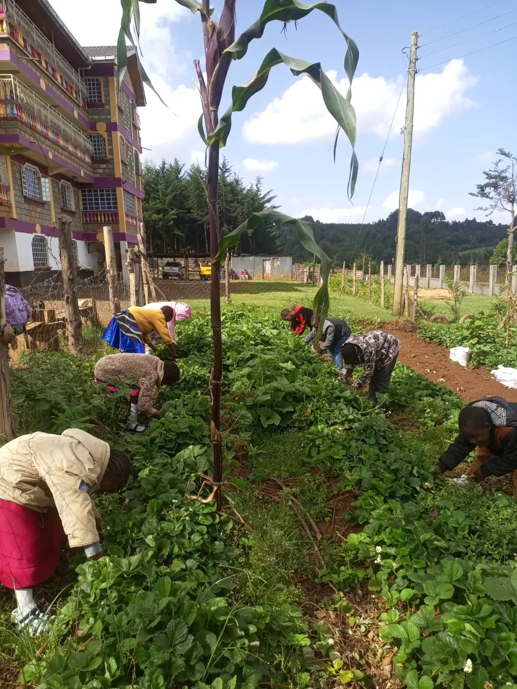A child visiting the strawberry garden at Bethesda Child Care Centre